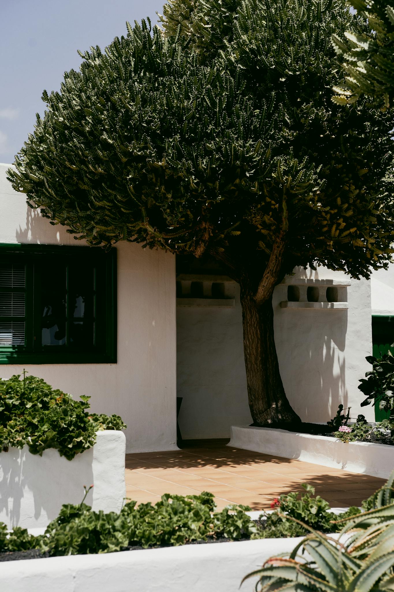 A peaceful patio shaded by a large tree, adjacent to a white house with green windows.